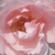 Rózsaszín - Teahibrid rózsa - Delset